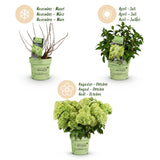 Green boutiQ - Tuinplant - Hydrangea panniculata Groundbreaker Greeny - Pluimhortensia - Winterhard - Creme - 2 Planten - Pot 14cm -Hoogte 20-25cm