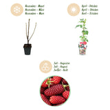 Green boutiQ - Fruitplanten - Taybes - Rubus Tayberry - Winterhard - 3 Planten - Pot 9 cm - Rode Bes