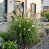 Green boutiQ - Grassen - Pennisetum alop. Hameln - Lampenpoetsergras - Met Pluim - Groen - 24 Planten - Pot 11cm - Hoogte 15-25cm