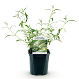 Green boutiQ - Tuinplant - Buddleja davidii White Profusion - Vlinderstruik - Winterhard - Wit - 1 Plant - Pot 17cm - Hoogte 45cm