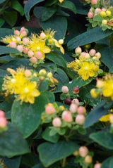 48x Hypericum inodorum 'Annebel' - ↕10-25cm - Ø9cm