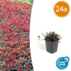 24 x Acaena microphylla 'Kupferteppich' - ↕10-25cm - Ø9cm