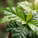 2x Coffea Arabica Koffieplant - Ø 12 cm - Hoogte: 25 cm