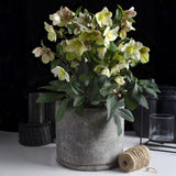 Green boutiQ - Tuinplant - Lenten Rose - Helleborus Diamfire - Groene Bloem - Groenblijvend - Pot 19cm Hoogte 40cm