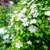 Green boutiQ - Klimplant - Clematis Madame Le Coultre - bloem wit - Weinig onderhoud -2 planten -Pot 11cm Hoogte 40cm