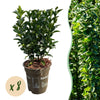 Green boutiQ - 8x Euonymus japonica Green Spire - Kardinaalsmuts - Haagplanten - Groenblijvend - Groen - Pot 9cm - Hoogte 20-25cm