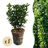 Green boutiQ - 8x Euonymus japonica Green Spire - Kardinaalsmuts - Haagplanten - Groenblijvend - Groen - Pot 9cm - Hoogte 20-25cm