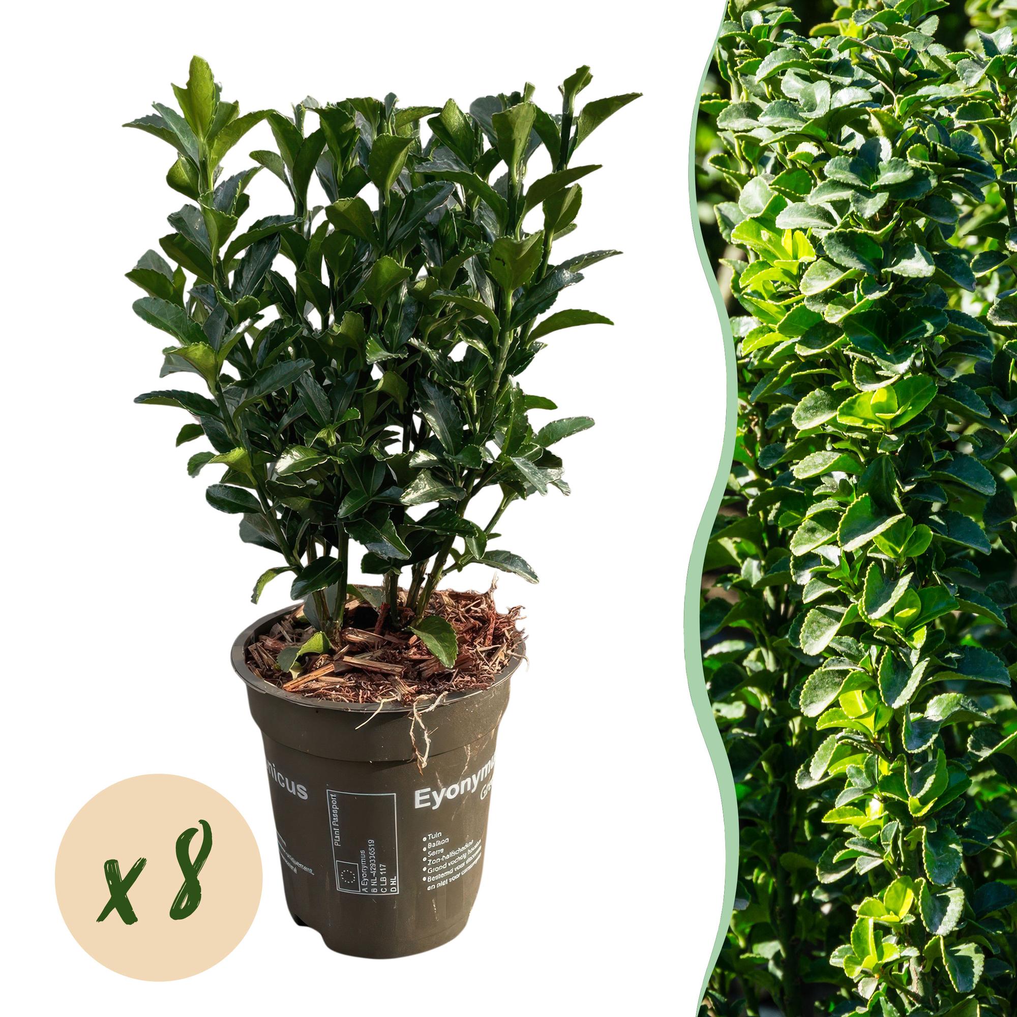 Green boutiQ - 8x Euonymus japonica Green Spire - Kardinaalsmuts - Haagplanten - Groenblijvend - Groen - Pot 9cm - Hoogte 20-25cm