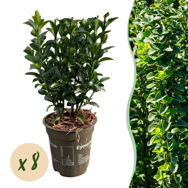 Euonymus japonica Green Spire — Kardinaalsmutshaag, 8 stuks, 20-25 cm