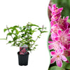 Green boutiQ - Heesters -Deutzia hybrida Strawbery Fields - Bloem Roze - 1 Plant - Bladverliezend - Weinig Onderhoud - Pot 17cm Hoogte 45cm