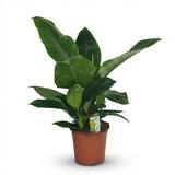 Green boutiQ - Kamerplant - Philodendron - Philodendron Imperial Green - Groen - Weinig onderhoud - 1 Plant - Pot 19cm - Hoogte 65cm