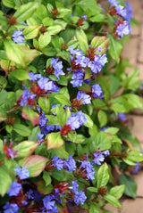 48x Ceratostigma plumbaginoides- ↕10-25cm - Ø9cm