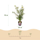 Green boutiQ - Tuinplant - Acer palmatum Jerre Swarts - Japanse Esdoorn - Bladverliezend - Oranje-Rood - 1 - Pot 26cm - Hoogte 90cm
