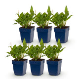 Green boutiQ - Vasteplant - Persicaria ampl. Rosea - Duizendknoop - Schaduw - Roze - 6 Planten - Pot 11cm - Hoogte 15-25cm