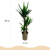 Green boutiQ - Kamerplant - Yucca elephantipes - Yucca - Weinig onderhoud - Groen - 1 - Pot 21cm - Hoogte 100cm