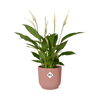 Spathiphyllum 12 Cm Torelli in ELHO Vibes Fold 14cm roze