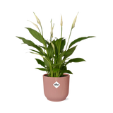 Spathiphyllum 12 Cm Torelli in ELHO Vibes Fold 14cm roze