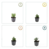 12x Lavandula ang. 'Dwarf Blue' - ↕10-25cm - Ø9cm