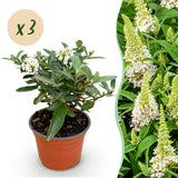 Green boutiQ - Tuinplant - Buddleja davidii Butterfly Candy Little White - Vlinderstruik - Compact - Wit - 3 Planten - Pot 12cm - Hoogte 20-25cm