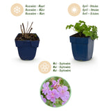 Green boutiQ - Vasteplant - Geranium cant. Cambridge - Ooievaarsbek - Bodembedekkend - Licht Roze - 24 Planten - Pot 11cm - Hoogte 15-25cm