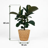 Green boutiQ - Kamerplant - Rubberplant - Ficus Elastica Cloe - Groen - Weinig onderhoud - 1 Plant - met Mand - Pot 19cm - Hoogte 65cm