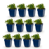 Green boutiQ - Vasteplant - Salvia nem. Schneehügel - Salie - Bijen en Vlinderlokkers - Wit - 12 Planten - Pot 11cm - Hoogte 15-25cm