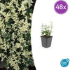 48x Euonymus fort. 'Harlequin' - ↕10-25cm - Ø9cm
