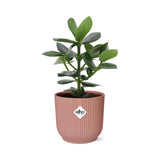 Clusia Princess in ELHO Vibes Fold 14cm roze