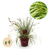 Green boutiQ - Siergrassen - Carex oshimensis Evergold - Geel & Groen - 4 Planten - Bladhoudend - Weinig Onderhoud - Pot 17cm Hoogte 50cm