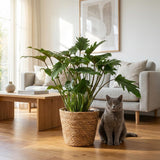 Green boutiQ - Kamerplant - Philodendron - Philodendron Xanadu - Groen - Weinig onderhoud - 1 Plant - met Mand - Pot 19cm - Hoogte 60cm