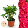 Green boutiQ - Tuinplant - Hydrangea macrophylla Rood - Hortensia - Winterhard - Rood - 3 Planten - Pot 12cm - Hoogte Hoogte 20-30cm