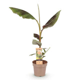 Green boutiQ - Fruitplant - Musa Ever Red - Bananenboom - Winterhard - Groen-Rood - 1 Plant - Pot 21cm - Hoogte 90cm