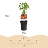 Green boutiQ - Klimplanten Rainbow - Clematis montana RubensHedera helix lonicera Goldflame Campsis madame Galen - Jaarrond kleur - 4 planten - Pot 11cm Hoogte 40cm