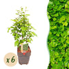 Green boutiQ - Haagplanten - Carpinus betulus -blad groen - 6 planten - 1 strekkende meter - bladverliezend - pot 17cm hoogte 55cm