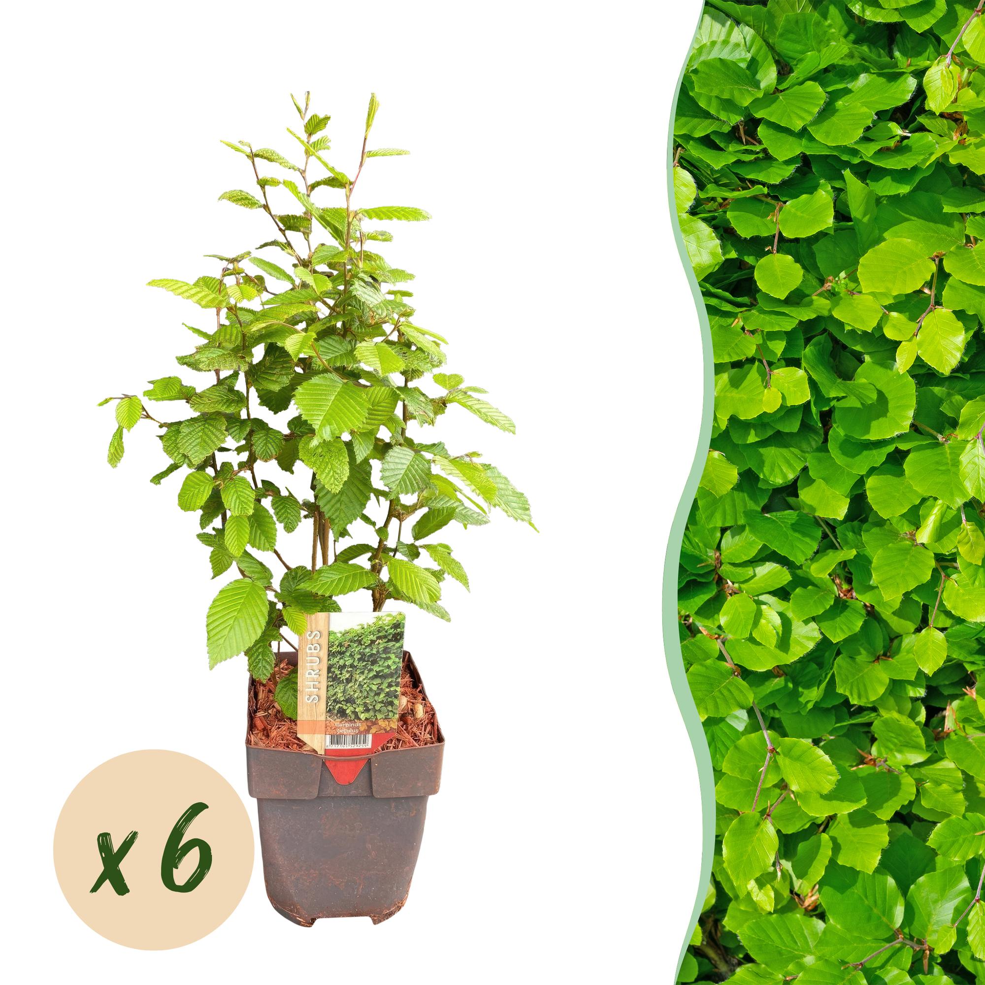 Green boutiQ - Haagplanten - Carpinus betulus -blad groen - 6 planten - 1 strekkende meter - bladverliezend - pot 17cm hoogte 55cm