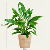 Spathiphyllum met Mand Zeegras naturel - 80cm - Ø21