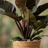 Green boutiQ - Kamerplant - Philodendron - Philodendron Imperial Red - Rood - Weinig onderhoud - 1 Plant - met Mand - Pot 19cm - Hoogte 60cm