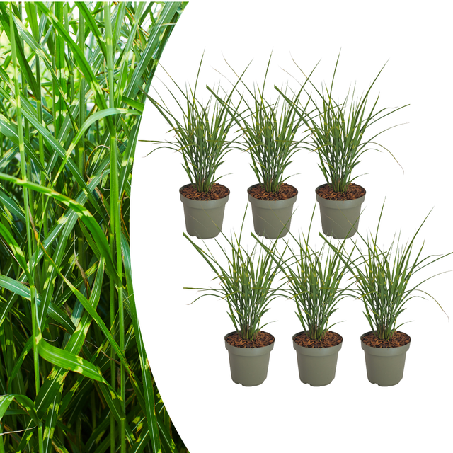 Miscanthus sinensis 'Zebrinus' — Sierriethaag, 6 stuks