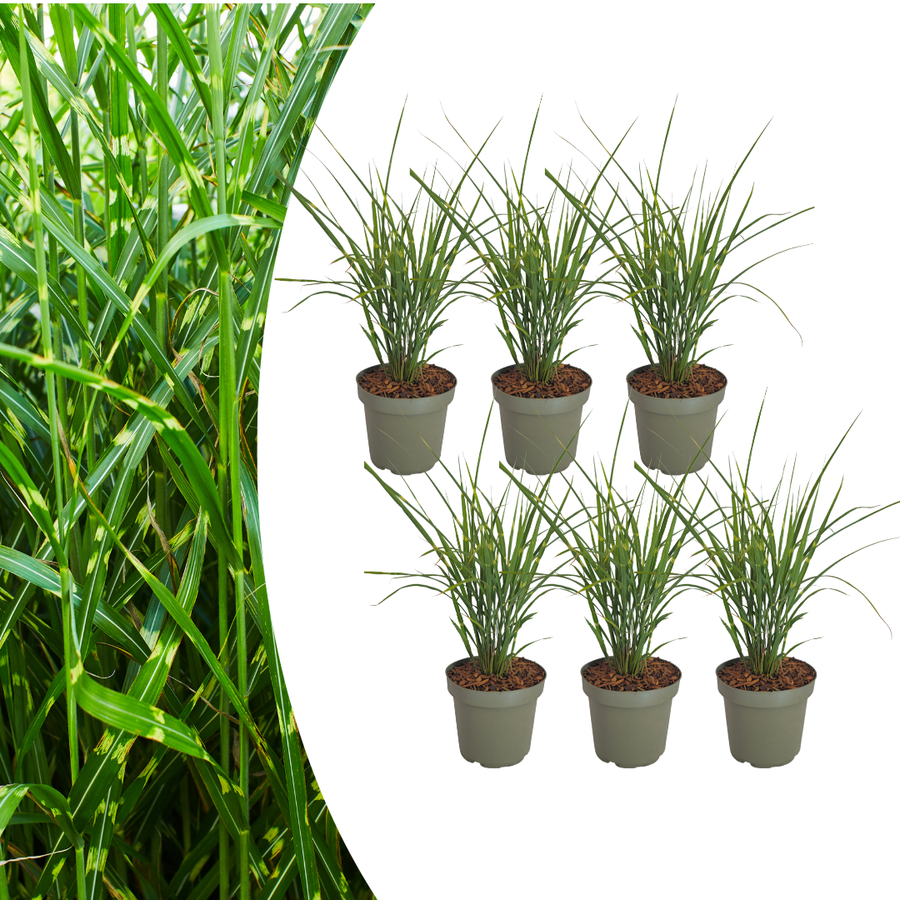Miscanthus sinensis 'Zebrinus' — Sierriethaag, 6 stuks
