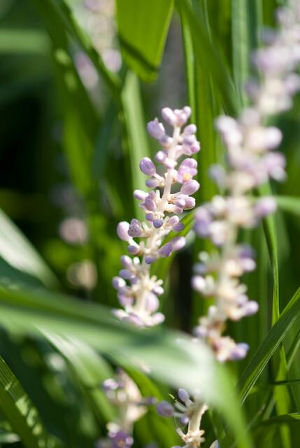 Liriope muscari 'Monroe White' – 60 planten · pot Ø9 cm · 10-25 cm hoog (foto 4)