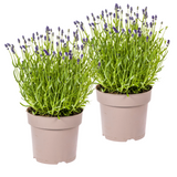 2x Lavandula Angustifolia Ø19cm - ↕40 - 50cm