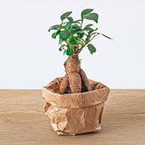 Ficus Ginseng bonsai - Microcarpa -Potmaat Ø 6 cm