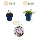 Green boutiQ - Vasteplant - Phlox Benita - Vlambloem - Bodembedekkend - Blauw - 12 Planten - Pot 11cm - Hoogte 15-25cm