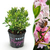 Green boutiQ - Dwerg Rhododendron - Rhododendron Bloombux Light Pink - Bloeiende Buxus - Weinig Onderhoud - Licht Roze Bloem - 1 Plant - Pot 10,5cm - Hoogte 20-25cm