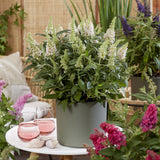 Green boutiQ - Tuinplant - Buddleja davidii Butterfly Candy Little White - Vlinderstruik - Compact - Wit - 3 Planten - Pot 12cm - Hoogte 20-25cm