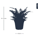 Varen - Athyrium spicatum - Terrarium plant - Potmaat 6