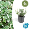 6x Euonymus fort. 'Emerald Gaiety' - ↕10-25cm - Ø9cm