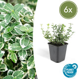 6x Euonymus fort. 'Emerald Gaiety' - ↕10-25cm - Ø9cm