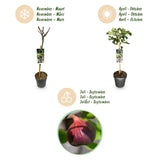 Green boutiQ - Plant op Stam - Ficus carica Brown Turkey - Terras Plant - Bladverliezend - Winterhard - Groene Vrucht - Pot 19cm Hoogte 90cm