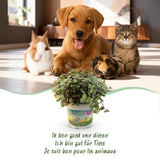 Green boutiQ - Kamerplant - Calissia repens - Kattengras - Huisdiervriendelijk - Groen - 1 Plant - met Potter Grijs - Pot 12cm - Hoogte 17-20cm